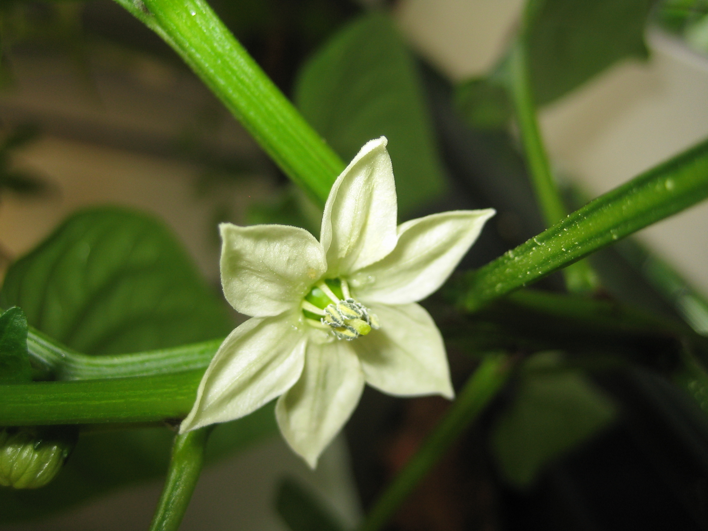 Capsicum spp